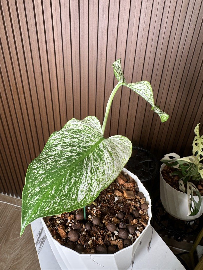 Monstera devil (Category: Others) located in Sungai Buloh. Submitted by norliana78 (Listing ID 1455518759, Image 2). Description: .