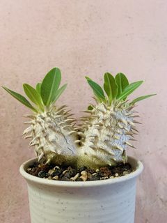 （分類：）位於 。 由 plants3721 提交（商品編號 1455534742，圖片 1）。簡介： 。