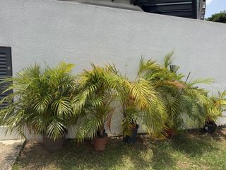 (Category: ) located in . Submitted by anancoco (Listing ID 1452180137, Image 1). Description: .