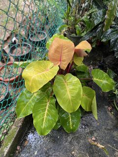 (Category: ) located in . Submitted by greenfingerssg (Listing ID 1455643709, Image 1). Description: .