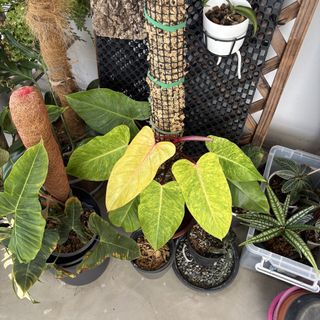 (Category: ) located in . Submitted by greystokes (Listing ID 1455345916, Image 1). Description: .