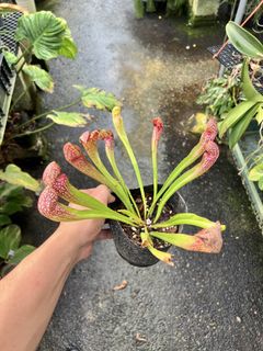 (Category: ) located in . Submitted by greenfingerssg (Listing ID 1455642983, Image 1). Description: .