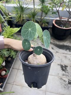 (Category: ) located in . Submitted by stradesofplants (Listing ID 1455628015, Image 1). Description: .