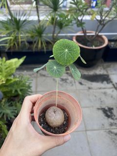 (Category: ) located in . Submitted by stradesofplants (Listing ID 1455627888, Image 1). Description: .