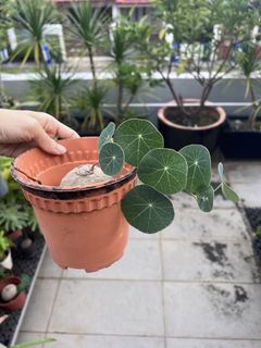 (Category: ) located in . Submitted by stradesofplants (Listing ID 1455628288, Image 1). Description: .