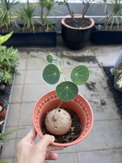 (Category: ) located in . Submitted by stradesofplants (Listing ID 1455628582, Image 1). Description: .