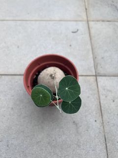 (Category: ) located in . Submitted by stradesofplants (Listing ID 1455628801, Image 1). Description: .