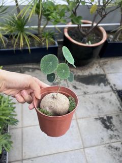 (Category: ) located in . Submitted by stradesofplants (Listing ID 1455629047, Image 1). Description: .