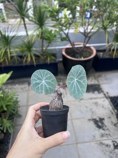 (Category: ) located in . Submitted by stradesofplants (Listing ID 1455629270, Image 1). Description: .