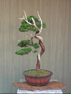 (Category: ) located in . Submitted by jia_bonsai_singapore (Listing ID 1455739698, Image 1). Description: .
