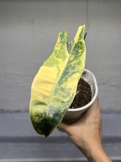 （分類：）位於 。 由 osplants 提交（商品編號 1455828261，圖片 1）。簡介： 。
