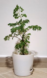 （分類：）位於 。 由 w_stall 提交（商品編號 1455783545，圖片 1）。簡介： 。