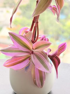 （分類：）位於 。 由 yc1668 提交（商品編號 1455710605，圖片 1）。簡介： 。