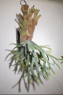 （分類：）位於 。 由 kinn_nn 提交（商品編號 1455837644，圖片 1）。簡介： 。