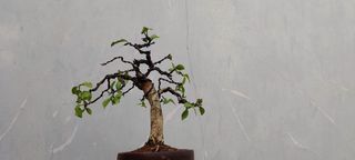 (Category: ) located in . Submitted by sindo.sg (Listing ID 1455716314, Image 1). Description: .