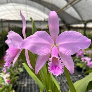 Cattleya Alliance  Collection item 3