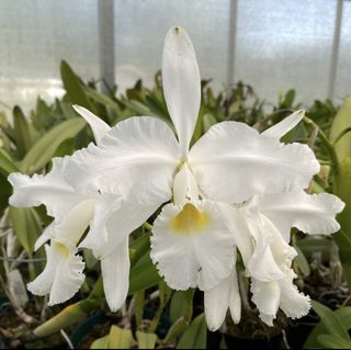 Cattleya Alliance  Collection item 2