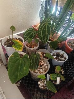 (Category: ) located in . Submitted by tanjongtanitrading (Listing ID 1455776207, Image 1). Description: .