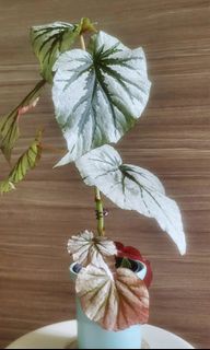 （分類：）位於 。 由 tigtig123 提交（商品編號 1455685856，圖片 1）。簡介： 。