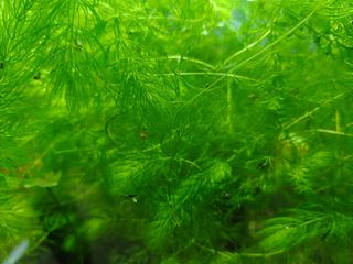 (Category: ) located in . Submitted by haworthia.xdd (Listing ID 1455709254, Image 1). Description: .