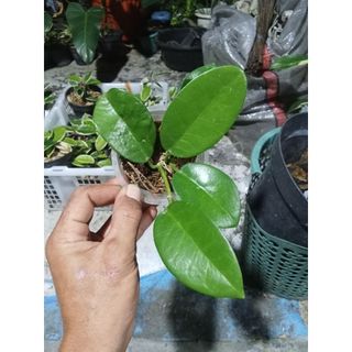 (Category: ) located in . Submitted by sindo.sg (Listing ID 1455684527, Image 1). Description: .