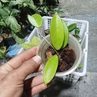 (Category: ) located in . Submitted by sindo.sg (Listing ID 1455684801, Image 1). Description: .