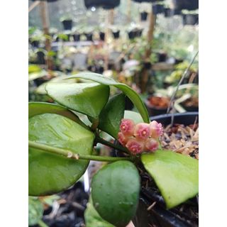 (Category: ) located in . Submitted by sindo.sg (Listing ID 1455684050, Image 1). Description: .