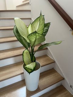 (Category: ) located in . Submitted by Angieshopping (Listing ID 1455715918, Image 1). Description: .