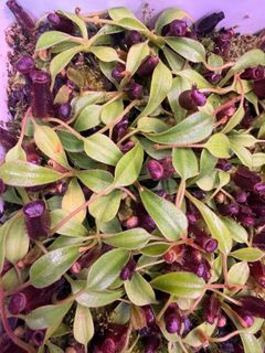 (Category: ) located in . Submitted by singaporecarnivorousplants (Listing ID 1455816373, Image 1). Description: .