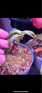 (Category: ) located in . Submitted by singaporecarnivorousplants (Listing ID 1455817328, Image 1). Description: .