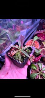 (Category: ) located in . Submitted by singaporecarnivorousplants (Listing ID 1455817616, Image 1). Description: .