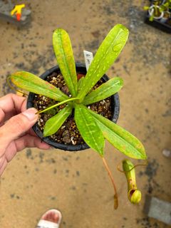 (Category: ) located in . Submitted by singaporecarnivorousplants (Listing ID 1455819762, Image 1). Description: .