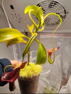 (Category: ) located in . Submitted by singaporecarnivorousplants (Listing ID 1455821745, Image 1). Description: .
