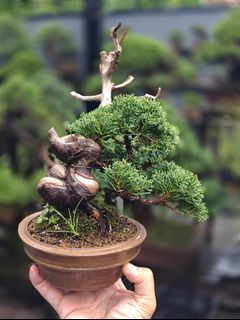 (Category: ) located in . Submitted by jia_bonsai_singapore (Listing ID 1455741540, Image 1). Description: .