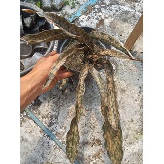 (Category: ) located in . Submitted by sindo.sg (Listing ID 1455683125, Image 1). Description: .