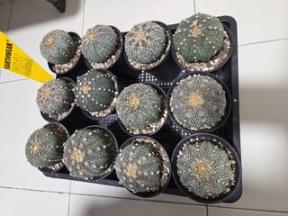 (Category: ) located in . Submitted by cactus-tw4 (Listing ID 1455701620, Image 1). Description: .