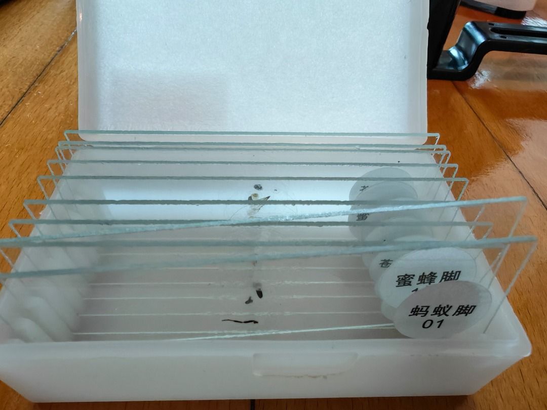 Student microscope （分類：益智學習玩具）位於 Hong Kong。 由 luckyturtle.0de5dd 提交（商品編號 1455765446，圖片 2）。簡介： - Student microscope with carrying case - Comes with a variety of accessories: slides, cover slips, specimen stains, tweezers, and more - Ideal for educational purposes and young explorers - Durable construction for regular use - Ready for immediate use and discovery。