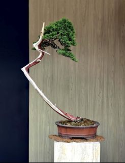 (Category: ) located in . Submitted by jia_bonsai_singapore (Listing ID 1455909216, Image 1). Description: .