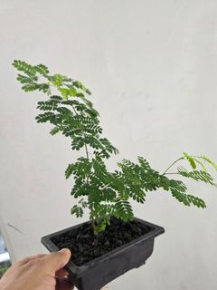 (Category: ) located in . Submitted by thenaturalhobbyist (Listing ID 1455864635, Image 1). Description: .