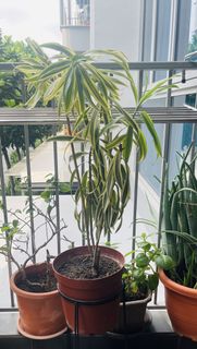 (Category: ) located in . Submitted by prajuu (Listing ID 1455862925, Image 1). Description: .
