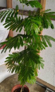 (Category: ) located in . Submitted by jtflorist (Listing ID 1455957053, Image 1). Description: .