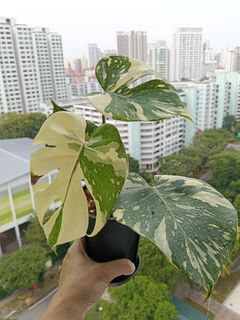 (Category: ) located in . Submitted by mhsaiful (Listing ID 1455890552, Image 1). Description: .
