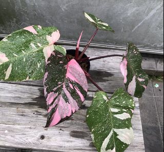 (Category: ) located in . Submitted by PlantsRanger (Listing ID 1455873241, Image 1). Description: .