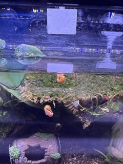 (Category: ) located in . Submitted by hmmmzz (Listing ID 1455860848, Image 1). Description: .