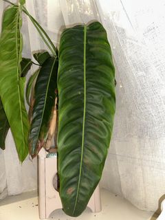 （分類：）位於 。 由 kjd121 提交（商品編號 1456199342，圖片 1）。簡介： 。