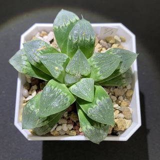 （分類：）位於 。 由 tks222 提交（商品編號 1456080295，圖片 1）。簡介： 。