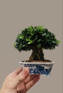 (Category: ) located in . Submitted by victorbonsai (Listing ID 1456205230, Image 1). Description: .