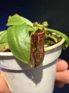 （分類：）位於 。 由 harrych5678 提交（商品編號 1456108982，圖片 1）。簡介： 。