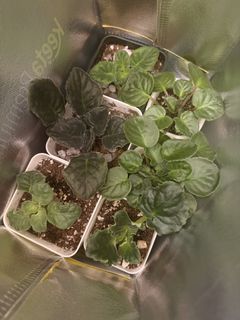 （分類：）位於 。 由 kakahahabye 提交（商品編號 1456070869，圖片 1）。簡介： 。