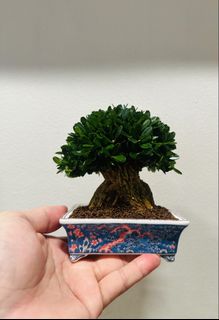 (Category: ) located in . Submitted by victorbonsai (Listing ID 1456204153, Image 1). Description: .